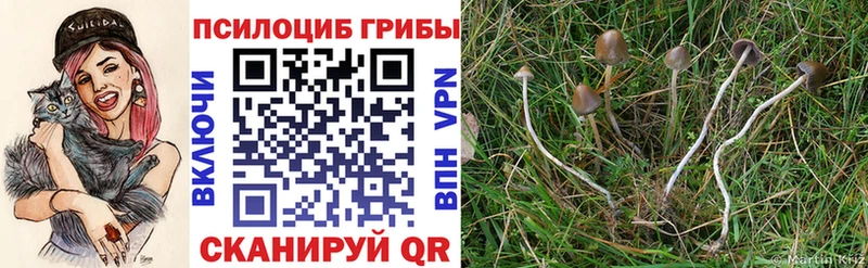 Псилоцибиновые грибы GOLDEN TEACHER Североуральск